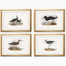 Load image into Gallery viewer, c.1837&#39;s British Coastal Birds
