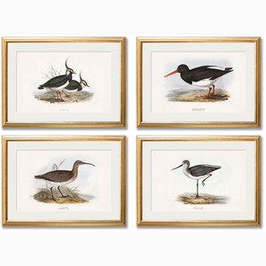 c.1837's British Coastal Birds