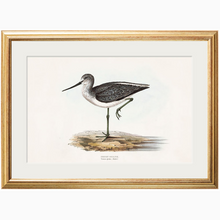 Load image into Gallery viewer, c.1837&#39;s British Coastal Birds
