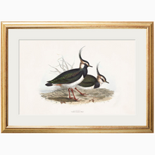 Load image into Gallery viewer, c.1837&#39;s British Coastal Birds
