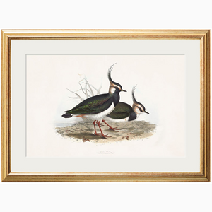 c.1837's British Coastal Birds