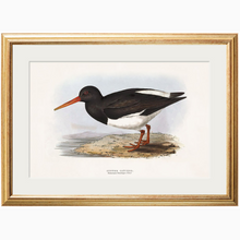 Load image into Gallery viewer, c.1837&#39;s British Coastal Birds
