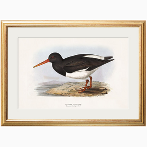 c.1837's British Coastal Birds