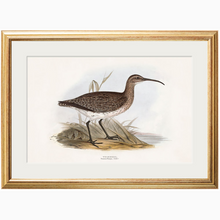 Load image into Gallery viewer, c.1837&#39;s British Coastal Birds
