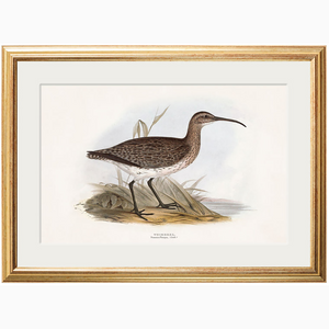 c.1837's British Coastal Birds