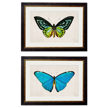 Load image into Gallery viewer, c.1836 Tropical Butterflies Framed Print
