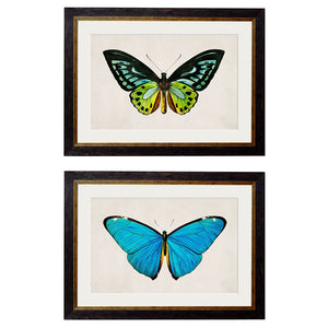 c.1836 Tropical Butterflies Framed Print