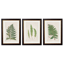 Load image into Gallery viewer, c.1831 Collection of Ferns Framed Print
