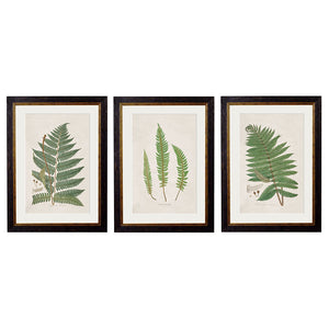 c.1831 Collection of Ferns Framed Print