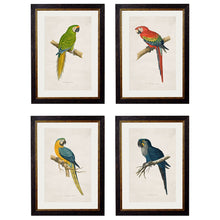 Load image into Gallery viewer, c.1884 Macaws Framed Print
