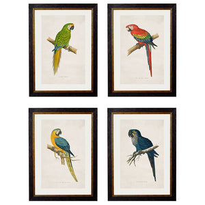 c.1884 Macaws Framed Print