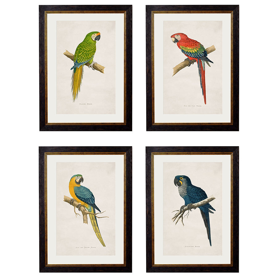 c.1884 Macaws Framed Print