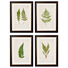 Load image into Gallery viewer, c.1864 Collection of British Ferns Framed Print
