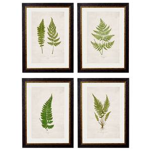 c.1864 Collection of British Ferns Framed Print