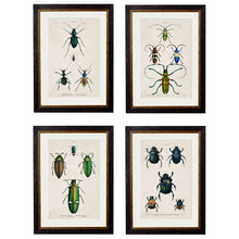 Load image into Gallery viewer, c.1836 Studies of  Beetles Framed Print
