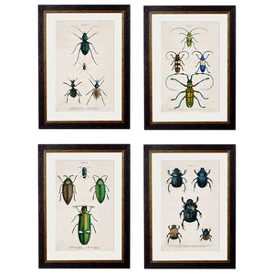 c.1836 Studies of  Beetles Framed Print