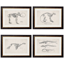 Load image into Gallery viewer, c.1870 Anatomical Skeletons Framed Print
