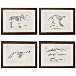 c.1870 Anatomical Skeletons Framed Print