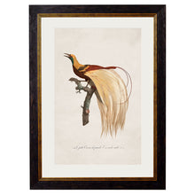 Load image into Gallery viewer, c.1809 Birds of Paradise Framed Print
