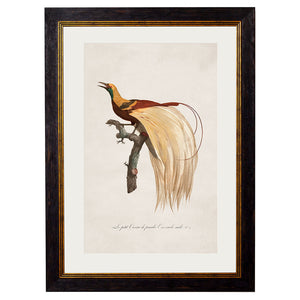 c.1809 Birds of Paradise Framed Print