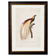 Load image into Gallery viewer, c.1809 Birds of Paradise Framed Print
