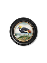 Load image into Gallery viewer, Audubon Style Cranes in Round Frame Prints
