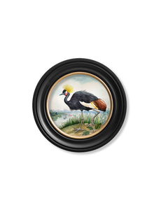 Audubon Style Cranes in Round Frame Prints