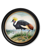 Load image into Gallery viewer, Audubon Style Cranes in Round Frame Prints
