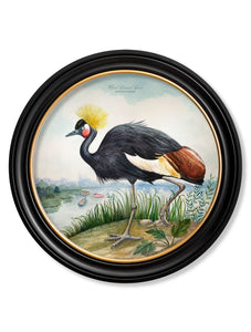 Audubon Style Cranes in Round Frame Prints