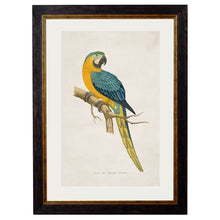 Load image into Gallery viewer, c.1884 Macaws Framed Print
