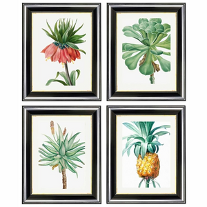 Botanical Nature Illustrations Set of 4 Framed Prints