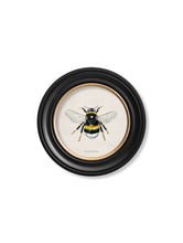 Load image into Gallery viewer, British Bees in a Round Frame Print
