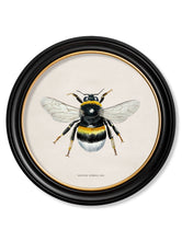 Load image into Gallery viewer, British Bees in a Round Frame Print
