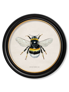 British Bees in a Round Frame Print