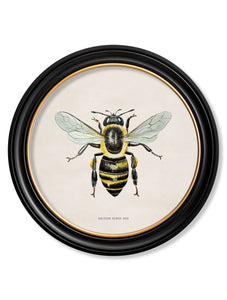 British Bees in a Round Frame Print