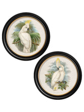 Load image into Gallery viewer, c.1875 Cockatoos - Round Framed Print
