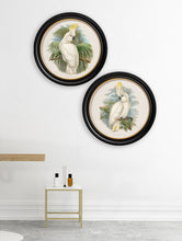 Load image into Gallery viewer, c.1875 Cockatoos - Round Framed Print
