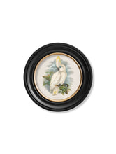 Load image into Gallery viewer, c.1875 Cockatoos - Round Framed Print
