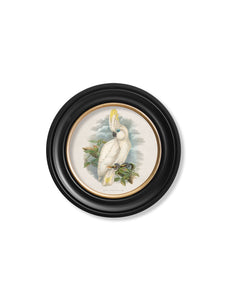 c.1875 Cockatoos - Round Framed Print