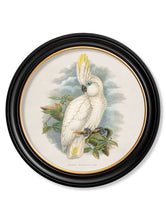 Load image into Gallery viewer, c.1875 Cockatoos - Round Framed Print
