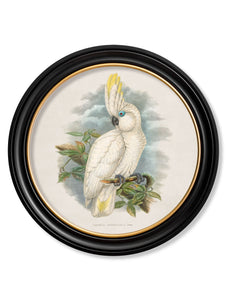 c.1875 Cockatoos - Round Framed Print