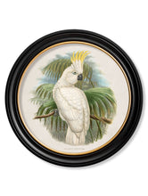 Load image into Gallery viewer, c.1875 Cockatoos - Round Framed Print
