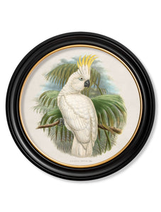 c.1875 Cockatoos - Round Framed Print