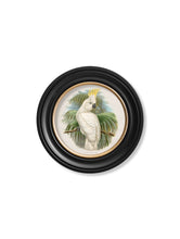 Load image into Gallery viewer, c.1875 Cockatoos - Round Framed Print
