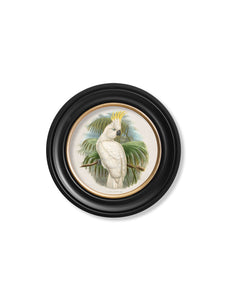 c.1875 Cockatoos - Round Framed Print