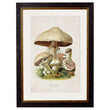 Load image into Gallery viewer, c.1913 Edible Mushrooms Framed Print
