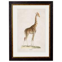 Load image into Gallery viewer, c.1836 Giraffe Framed Print
