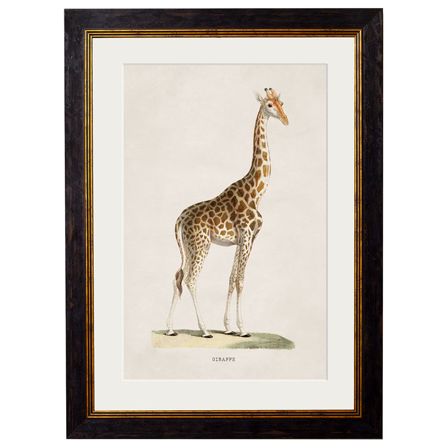 c.1836 Giraffe Framed Print