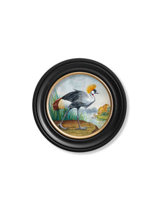 Audubon Style Cranes in Round Frame Prints