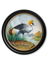 Load image into Gallery viewer, Audubon Style Cranes in Round Frame Prints
